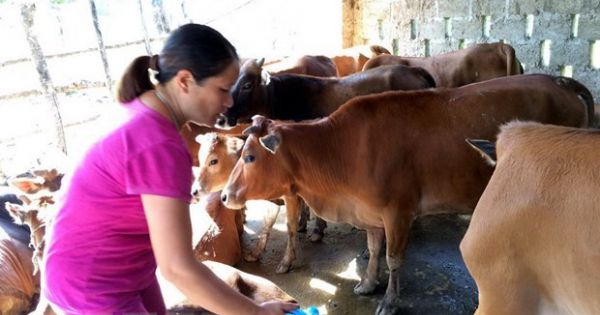 Ban hành kế hoạch thông tin phòng, chống bệnh lở mồm long móng