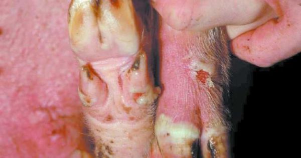 Mùa đông đến, cần tăng cường công tác phòng, chống bệnh lở mồm long móng