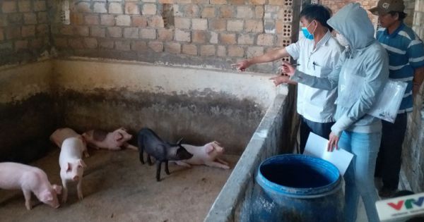 Nguy cơ bùng phát bệnh lở mồm, long móng tại Kon Tum