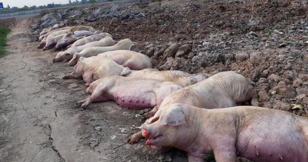 Quảng Bình phát hiện ổ dịch tả lợn châu Phi