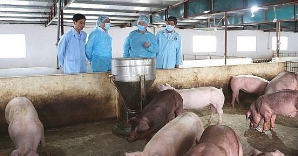 Khẩn trương đối phó với dịch tả heo Châu Phi đang bùng phát ở Bến Tre