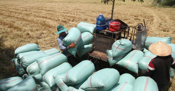 Nhà nước sẽ nắm trên 50% cổ phần ở DN lớn trong lĩnh vực nhập khẩu xăng dầu, buôn gạo