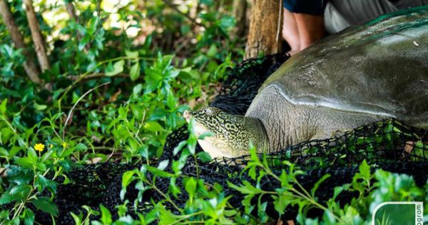 Đã xác định giới tính rùa Hoàn Kiếm ở hồ Đồng Mô