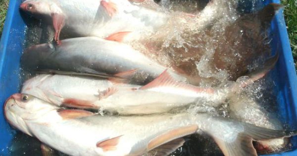 Tốn 3.000 USD, thủy sản Việt vẫn kẹt đường vào Trung Quốc