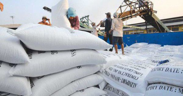 Gạo xuất khẩu vẫn chưa được gắn logo 