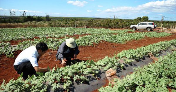 Bộ TTN-MT đã chuyển hơn 230.000 ha đất nông nghiệp phục vụ các dự án kinh tế
