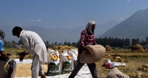 Lần đầu tiên Việt Nam mua gạo Ấn Độ sau nhiều thập kỷ