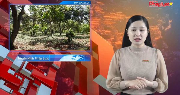 Bình Phước: Hướng giải quyết nào cho vụ việc tranh chấp đất lâm nghiệp kéo dài suốt 16 năm?