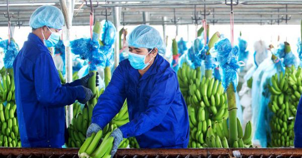 Trước giờ Đại hội, HAGL Agrico chuyển nhượng thêm 3 công ty cho Thaco