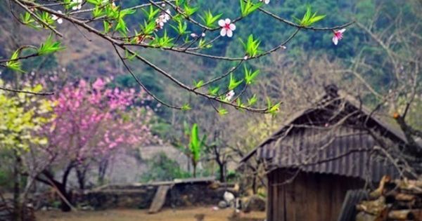 Sơn La lần đầu dán tem đào vườn dân trồng, phân biệt với đào rừng