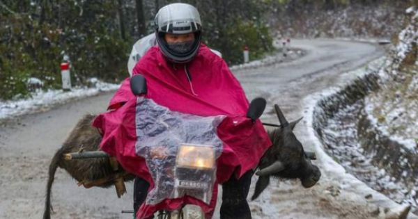 Thừa Thiên-Huế: Lập đoàn kiểm tra việc hơn 900 con gia súc ở huyện A Lưới bị chết rét
