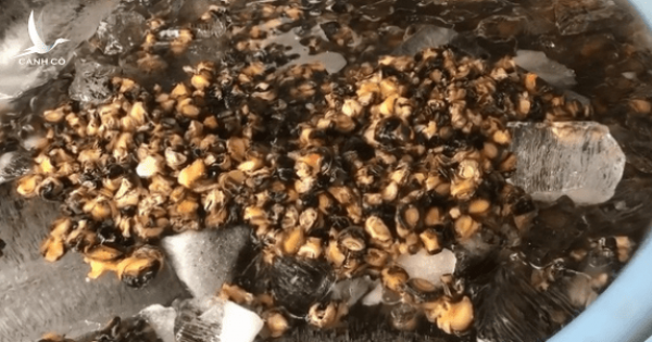 Phát hiện cơ sở dùng hóa chất ngâm thịt ốc bươu trước khi bán ra chợ và tiệm ăn