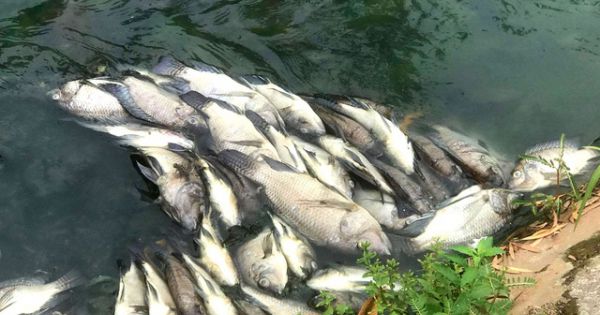 Tổng cục Môi trường thông tin về tình trạng cá chết trên kênh Bưng Cải