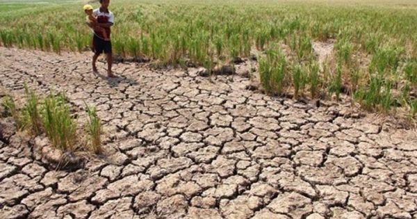 Xuất hiện đợt xâm nhập mặn mới tại Đồng bằng sông Cửu Long