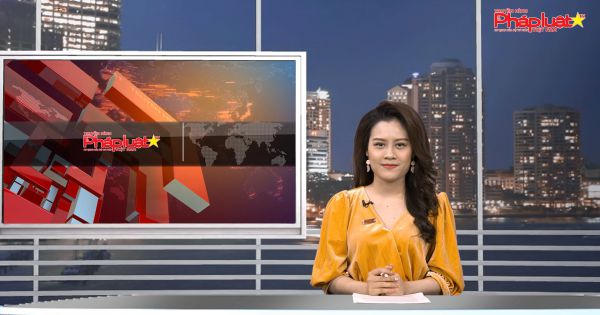 Ngô ủ chua – hướng đi mới cho thức ăn chăn nuôi đại gia súc