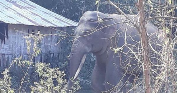 Đồng Nai: Chi hơn 3,1 tỷ đồng hỗ trợ người dân bị thiệt hại do voi rừng gây ra