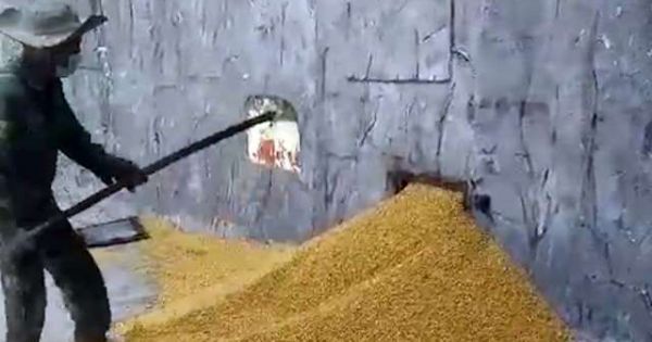 Điều tra vụ tàu Việt Trung 29 vận chuyển gần 3.417 tấn ngô hạt có dấu hiệu trộm cắp tài sản