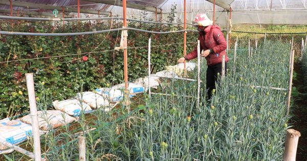 Cận Tết, giá hoa Đà Lạt bất ngờ 