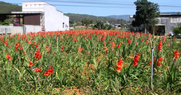 Nông dân cắt hoa layơn cho bò ăn thay cỏ