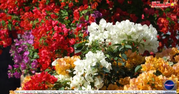 TP. HCM: Chợ hoa xân vẫn rực rỡ khoe sắc