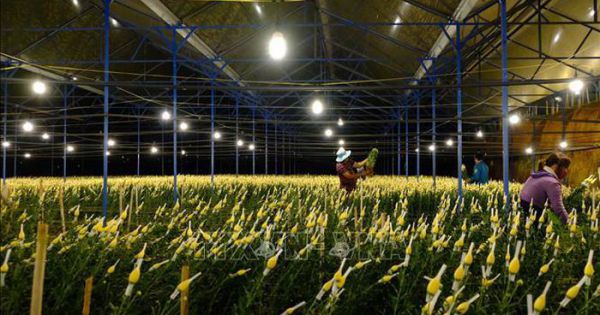 Nhà vườn Đà Lạt tất bật thu hoạch hoa tết trong đêm