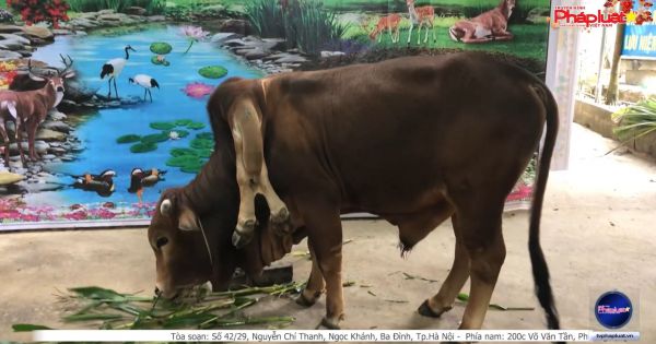 Kỳ lạ con bò có 6 chân tại suối thần Cẩm Thuỷ