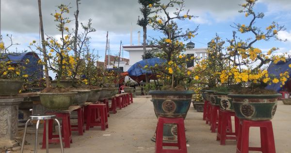 Bình Định: Thủ phủ mai vàng An Nhơn thất thu vì dịch Covid-19