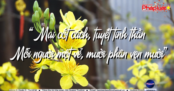 Xuân về kể chuyện hoa mai…