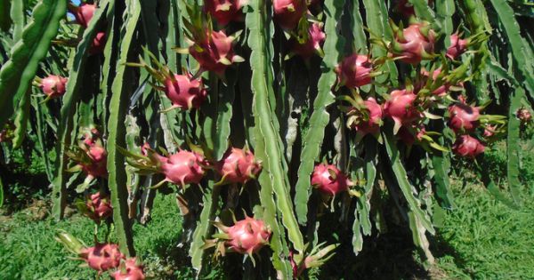 Sau Tết, giá thanh long tăng vọt gấp 4 lần tại Bình Thuận