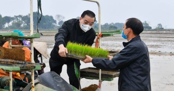 Bí thư, Chủ tịch Hà Nội xuống đồng cấy lúa