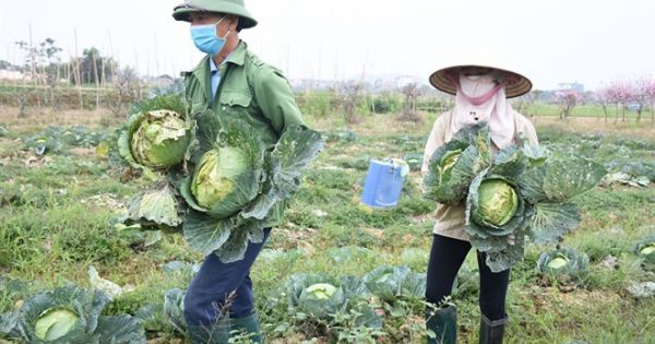 Gần 2.000 tỷ đồng nông sản còn đọng giữa tâm dịch Hải Dương