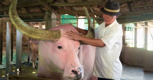 Trâu hồng lạ mắt, được trả giá tiền tỷ ở TP.HCM