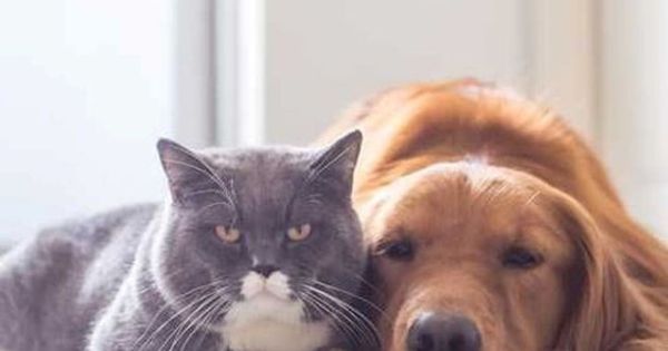 Từ ngày 20/4, hành hạ chó, mèo bị phạt tối đa 3 triệu đồng