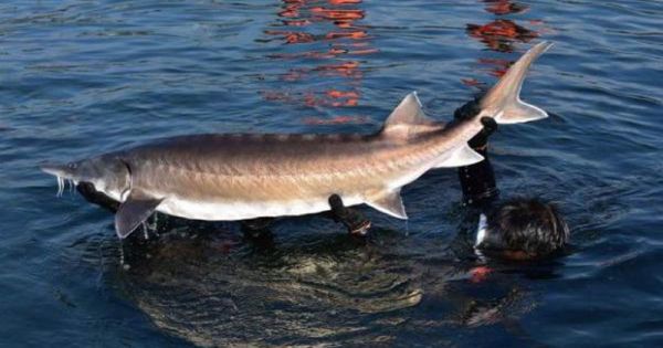 Ban Chỉ đạo 389 quốc gia yêu cầu “siết chặt” nhập khẩu cá tầm Trung Quốc