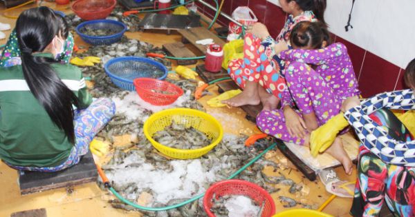 Bắt quả tang nhiều đối tượng bơm chích tạp chất vào tôm