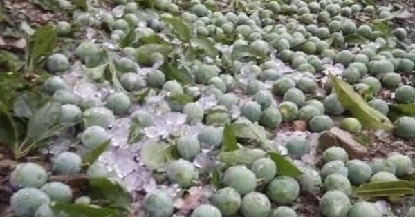 Gió lốc, mưa đá, làm nhiều diện tích cây ăn quả bị gãy rụng ở huyện Mộc Châu, Sơn La