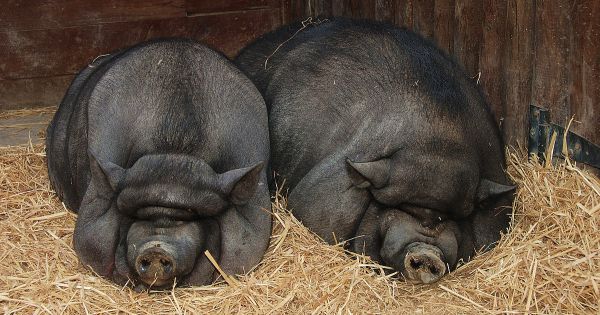 Nhân bản thành công lợn ỉ từ tế bào soma mô tai lần đầu tiên Việt Nam