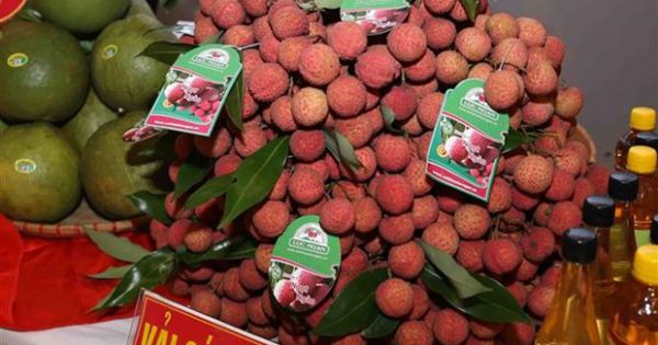 Vải thiều Lục Ngạn được Nhật Bản cấp bằng bảo hộ chỉ dẫn địa lý