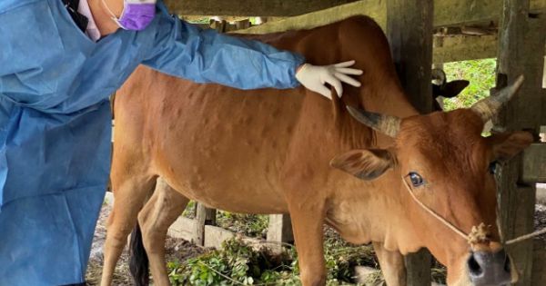 Quảng Bình: Bệnh viêm da nổi cục trên trâu bò lan rộng