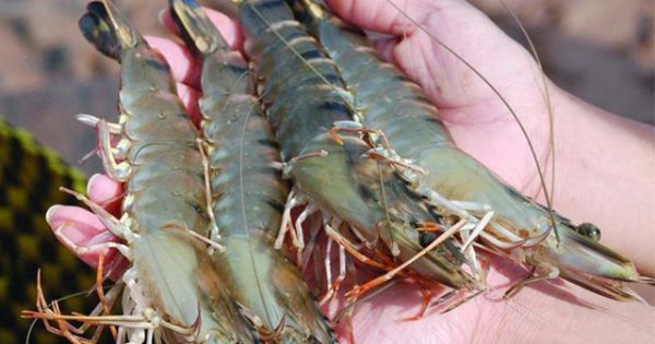 Trung Quốc từ chối nhập 55 lô tôm sú của Việt Nam