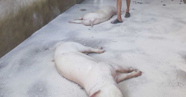 Dịch tả lợn châu Phi bùng phát tại Tân Cương, Trung Quốc