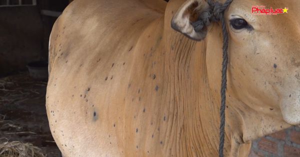 Quảng Ngãi Khẩn trương dập dịch viêm da nổi cục trên trâu bò