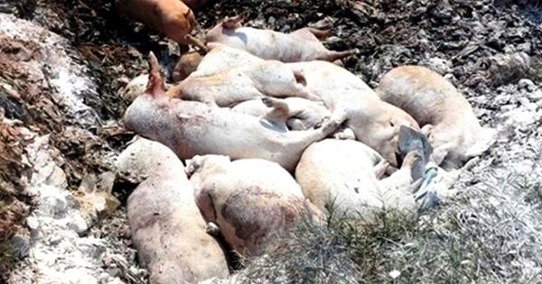 Chôn trái phép 138 con heo, chủ trang trại bị phạt 8 triệu đồng