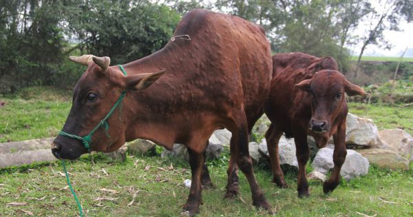 Quảng Bình tiêm vaccine phòng bệnh viêm da nổi cục trên gia súc