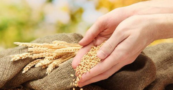 Giá lương thực toàn cầu tăng tháng thứ mười liên tiếp