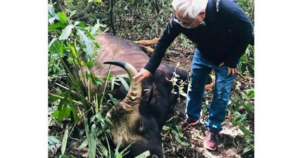 Đồng Nai đề nghị làm tiêu bản bò tót chết do già yếu tại khu bảo tồn