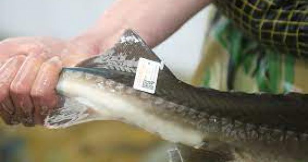 Cá nước lạnh Lào Cai được gắn tem truy xuất nguồn gốc