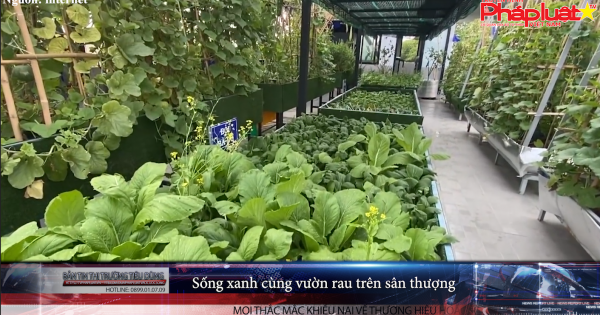 Bản tin thị trường tiêu dùng số 115: Sống xanh cùng vườn rau trên sân thượng