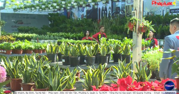 Thêm một Siêu thị cây xanh tại TP.HCM