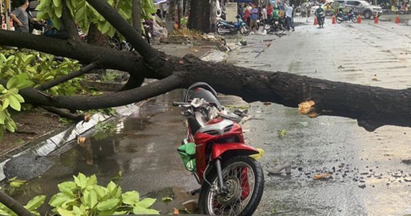 TP HCM chỉ thị khẩn khi cây xanh liên tục gây tai nạn trong mưa